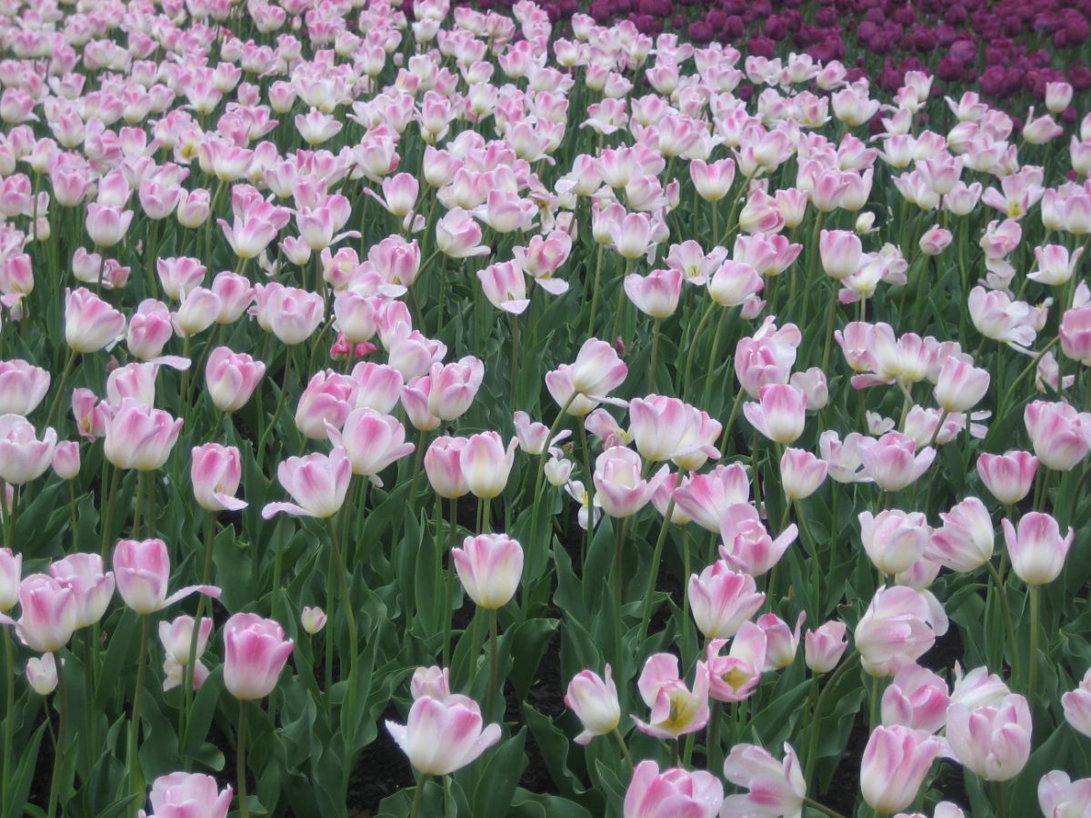 Field of pink and white tulips